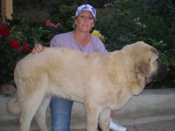 NUBE (NOMBRE DE PEDIGREE ES LINDA)  CON 6 MESES. 
NUESTRA NUBE  CONMIGO EN EL JARDIN CON 6 MESES, NUBE AND ME IN THE GARDEN 6 MONTHS OLD. 
الكلمات الإستدلالية(لتسهيل البحث): mastalaya