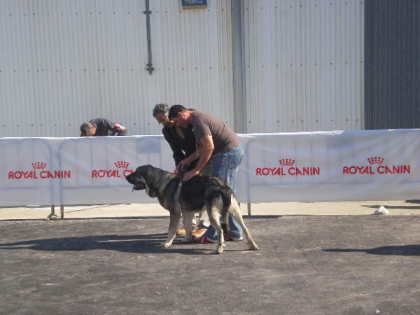 Milo en Velez Malaga Octubre 2008 competiendo.
Milo (Onega de campollano hijo de Ch. Sanson y Telma de Campollano)  con Jose y el Juez Carlos Salas . 
Milo consiguo  la nota Muy bueno,MC. 

(Ch. Sanson y Telma de Campollano)

Keywords: mastalaya