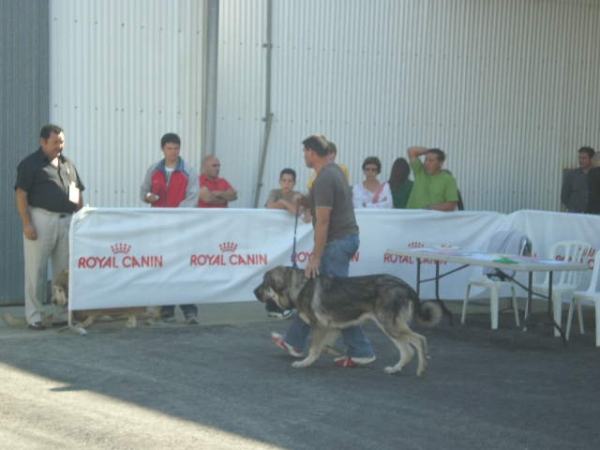 MILO(ONEGA DE CAMPOLLANO) y JOSE en VELEZ MALAGA 25 OCTUBRE 2008
MILO CON 8 MESES COMPETIENDO EN CLASE DE CACHORROS MUY BUENO M.C

(Ch. Sanson y Telma de Campollano)
Keywords: mastalaya