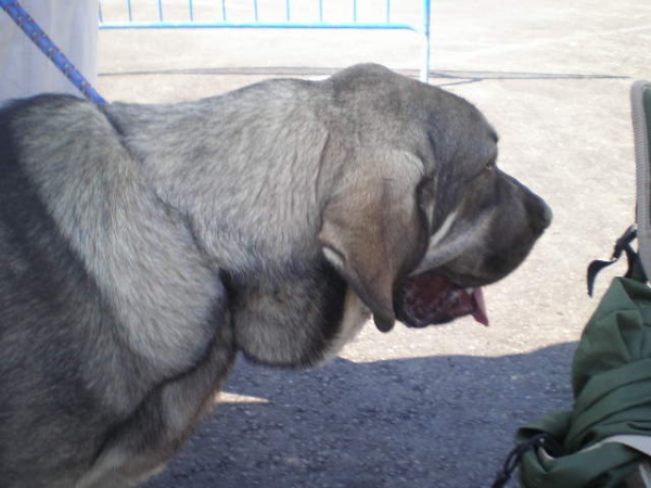 Milo  (Onega de campollano.) Hijo de Ch.Sanson y Telma de Campollano
Milo en Velez Malaga Octubre 25 2008, Milo con 8 meses. 

(Ch. Sanson y Telma de Campollano)
Keywords: mastalaya