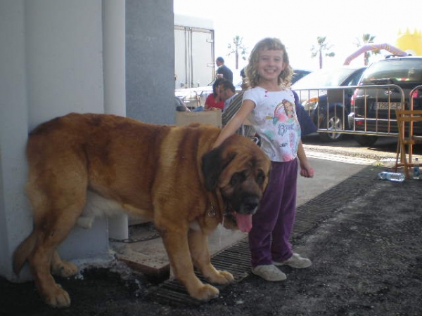 NATALIE NUESTRA HIJA CON CH.TARZAN DE MONTES DEL PARDO VELEZ MALAGA 2008
NATALIE A LADO EL CAMPEON TARZAN   !! QUE PERRO !!!  ES INCREIBLE A VER LO EN PERSONA ES ENORME
OUR BEAUTIFUL DAUGHTER NEXT TO CHAMPION TARZAN FROM MONTES DEL PARDO IN THE VELEZ MALAGA DOG EXPOSITION OCTOBER 25 2008. (HE IS INCREDIBLE TO SEE IN REAL LIFE HE IS ENORMOUS!!!!!)
Keywords: kids mastalaya