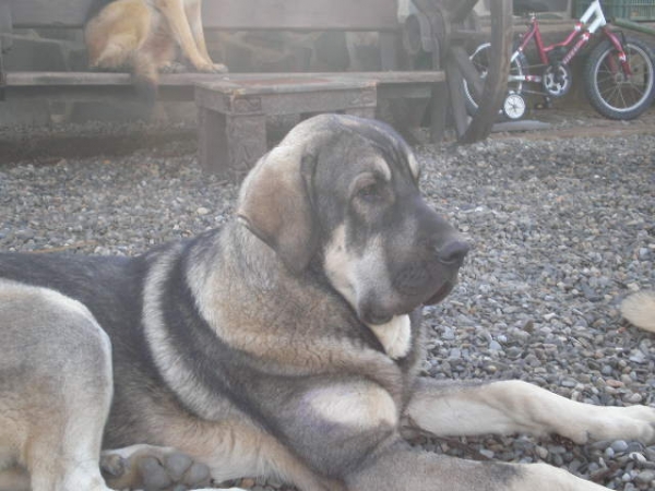 MILO (ONEGA DE CAMPOLLANO) 8 MESES - NOVIEMBRE 2008
MILO EN NUESTRO FINCA

(Ch. Sanson y Telma de Campollano)
Keywords: mastalaya