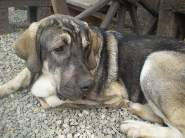 MILO (ONEGA DE CAMPOLLANO) 8 MESES - NOVIEMBRE 2008
MILO TUMBADA. 

(Ch. Sanson y Telma de Campollano)
Keywords: mastalaya