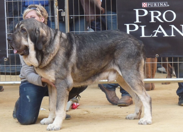 CH. Onega de Campollano  
Competiendo en Atarfe Granada 2011 
Mejor macho absoluto, Mejor de Raza

Best male , Best of breed. 
Keywords: Ch Onega de Campollano / Milo / Mastalaya