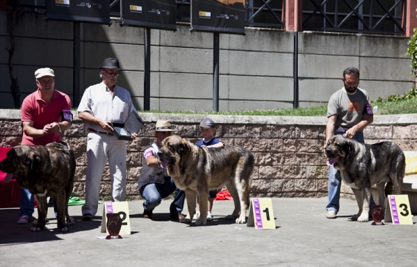 1º Ringo de Reciecho, 2º Tigre de Buxionte y 3º Kimi de Reciecho
Exc. 1º Clase abierta machos y B.I.S. de la exposición monográfica de Villablino 2010
Keywords: piscardos 2010