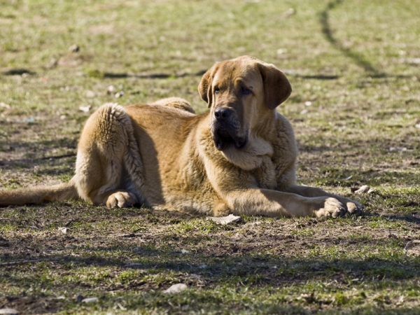 León de Los Piscardos
Con 10 Meses
Keywords: piscardos