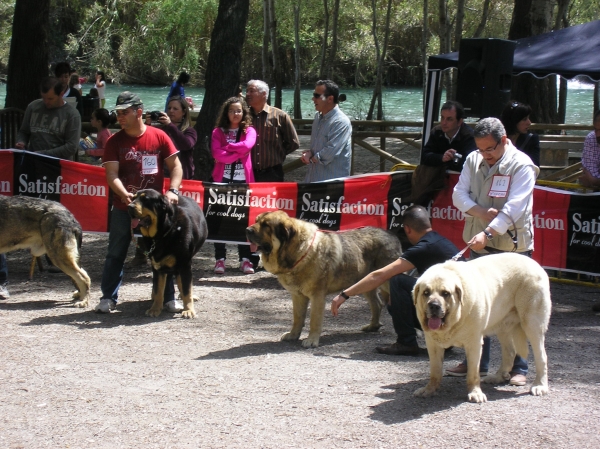 Ringo de Reciecho 
Excelente 3º Vélez de Benaudalla (Granada)
Keywords: piscardos