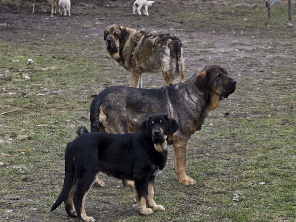 Los Piscardos
Ringo, Arquera y Pizarro de Los Piscardos
