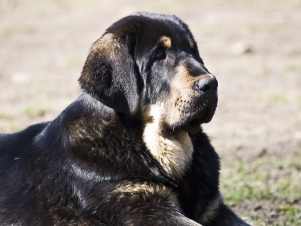 Pizarro de Los Piscardos
Con 5 meses
Keywords: piscardos head portrait cabeza