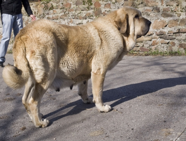 Estrella
Parirá en febrero
Ringo de Reciecho x Estrella
Keywords: piscardos