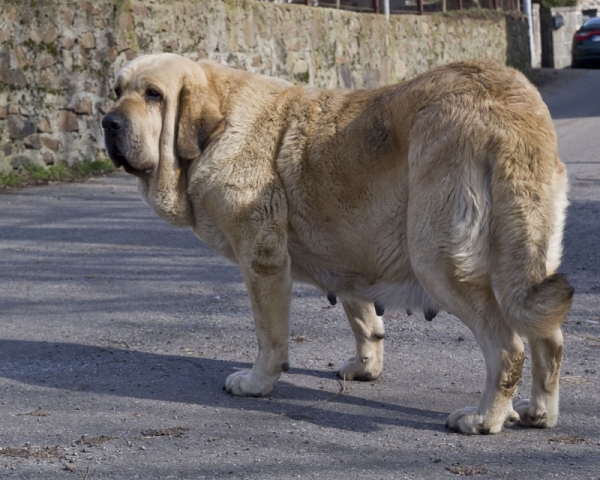 Estrella
Parirá en febrero
Ringo de Reciecho x Estrella
Keywords: piscardos