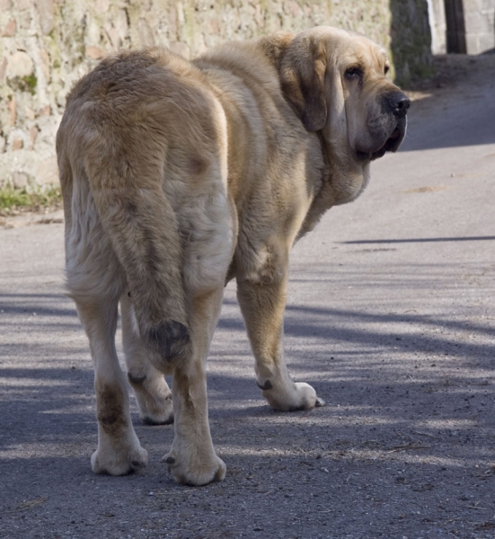 Estrella
Parirá en febrero
Ringo de Reciecho x Estrella
Keywords: piscardos