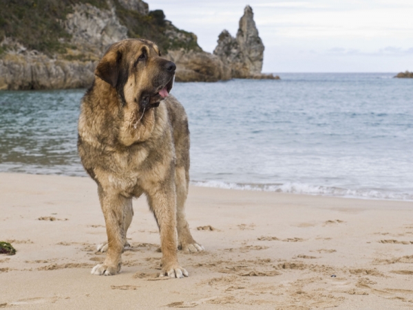 Ringo
A su paso por Loredo (Cantabria)
Keywords: piscardos