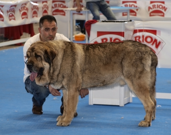 Ringo de Reciecho
Excelente 2º R.C.A.C Exposición Internacional de Talavera de La Reina
Keywords: piscardos