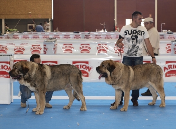 Ringo de Reciecho
Excelente 2º, R. C.A.C, Exposición Internacional Talavera de La Reina 2010
Keywords: piscardos 2010