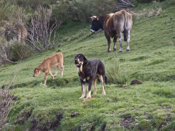 Pizarro de Los Piscardos
Pizarro con las vacas
Keywords: piscardos flock