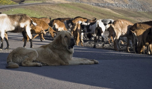 León de Los Piscardos
León con las cabras
Keywords: piscardos flock