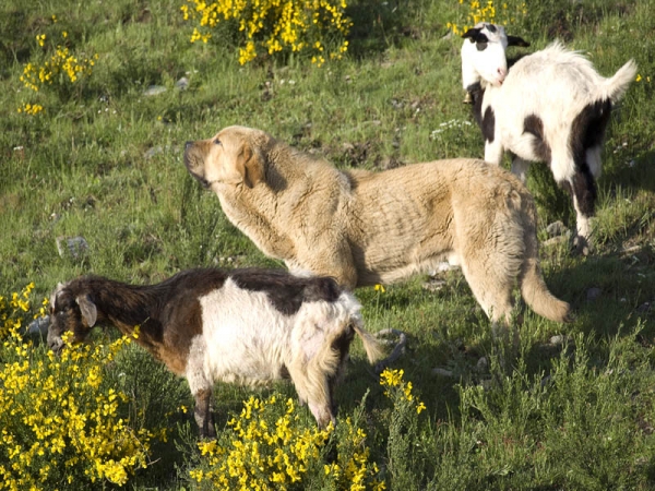 León de Los Piscardos
León con las cabras
Keywords: piscardos flock