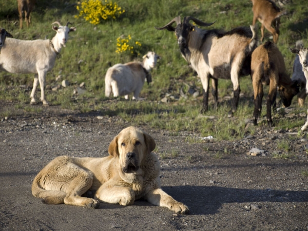 León de Los Piscardos
León con las cabras
Keywords: piscardos flock