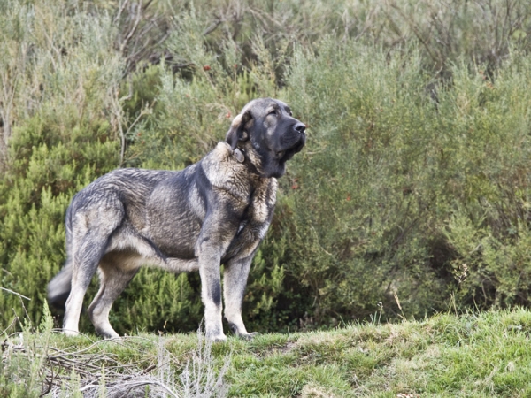 Mora de Los Piscardos
Con 12 meses.
Keywords: piscardos