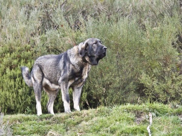 Mora de Los Piscardos
Con 12 meses.
Keywords: piscardos