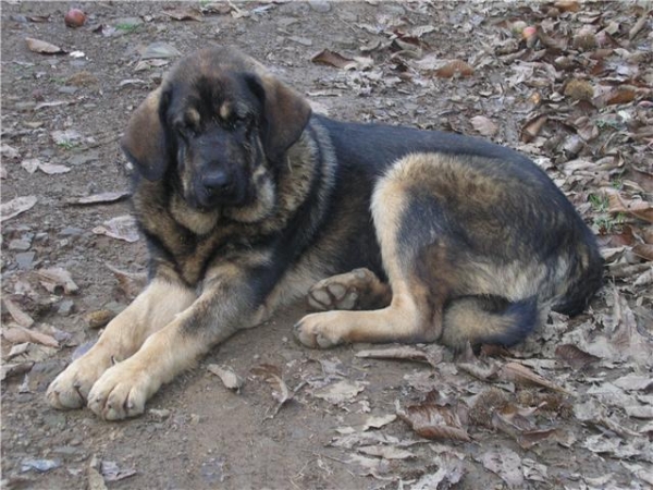 Cora de Los Piscardos
Cora con ocho meses.
Keywords: piscardos