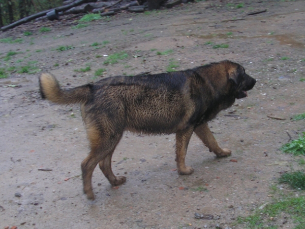 Cora de Los Piscardos
Cora con ocho meses.
Keywords: piscardos