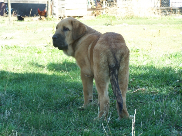 LEÓN DE LOS PISCARDOS
Con 3 meses y medio.
Keywords: piscardos puppyspain