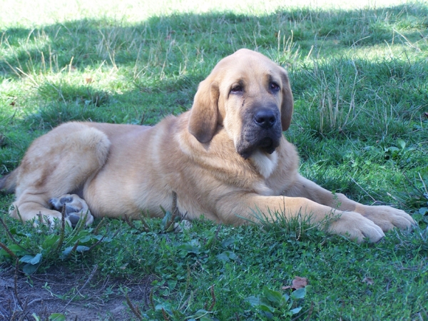 LEÓN DE LOS PISCARDOS
Con 3 meses y medio.
Keywords: piscardos puppyspain