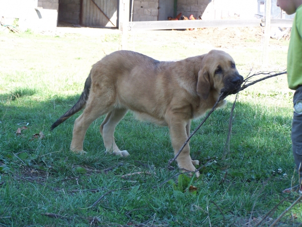 LEÓN DE LOS PISCARDOS
Con 3 meses y medio.
Keywords: piscardos puppyspain