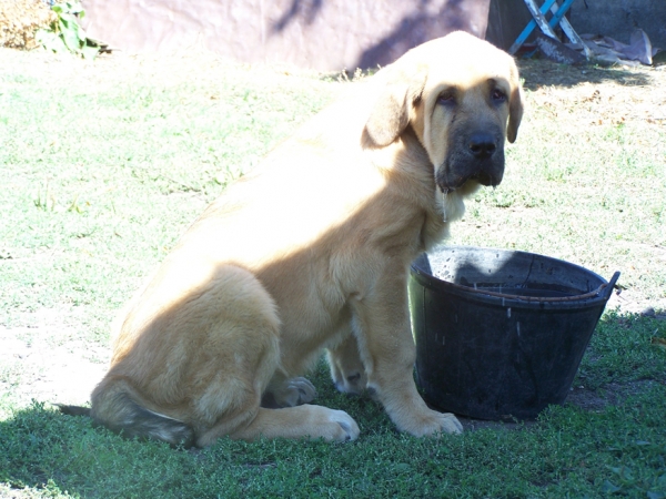 LEÓN DE LOS PISCARDOS
Con 3 meses y medio.
Keywords: piscardos puppyspain