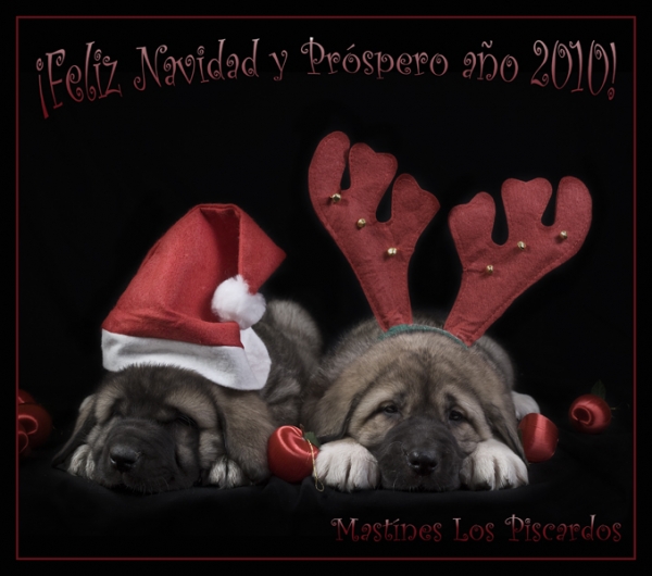 MASTINES LOS PISCARDOS
MASTINES LOS PISCARDOS LES DESEA FELIZ NAVIDAD Y UN PRÓSPERO AÑO 2010
MERRY CHRISTMAS AND HAPPY NEW YEAR
Anahtar kelimeler: xmas piscardos