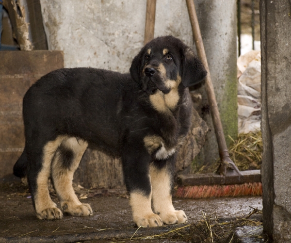 Pizarro de Los Piscardos
Con 10 semanas
Keywords: piscardos puppyspain