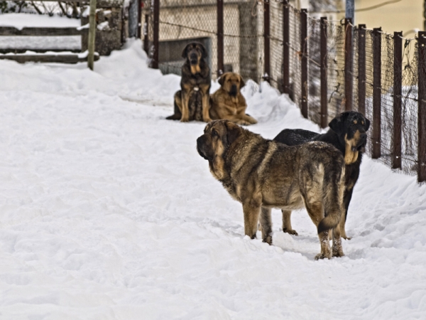 Invierno 2010
Keywords: piscardos snow nieve