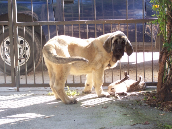 ROCO DE LOS PISCARDOS
Con 3 meses y medio
Ключови думи: piscardos puppyspain