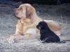 Filename=Luna_y_Pizarro1.jpg
Filesize=507KiB
Dimensions=854x641
Date added=%009 %16, %2008 Luna_y_Pizarro1.jpg