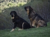 Filename=_5266501.jpg
Filesize=141KiB
Dimensions=800x600
Date added=%956 %01, %2009 _5266501.jpg