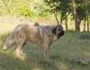 Filename=_6190508.jpg
Filesize=503KiB
Dimensions=800x622
Date added=%837 %27, %2010 _6190508.jpg