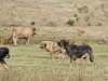 Filename=_9293016.jpg
Filesize=187KiB
Dimensions=800x600
Date added=%977 %14, %2009 _9293016.jpg