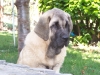 Filename=roco(10).jpg
Filesize=568KiB
Dimensions=876x657
Date added=%040 %20, %2008 roco(10).jpg