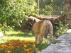 Filename=roco(2).jpg
Filesize=831KiB
Dimensions=876x657
Date added=%047 %21, %2008 roco(2).jpg