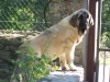 Filename=roco(3).jpg
Filesize=640KiB
Dimensions=876x657
Date added=%047 %21, %2008 roco(3).jpg