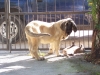 Filename=roco(7).jpg
Filesize=607KiB
Dimensions=876x657
Date added=%042 %21, %2008 roco(7).jpg