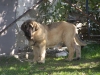 Filename=roco(9).jpg
Filesize=663KiB
Dimensions=876x657
Date added=%041 %20, %2008 roco(9).jpg