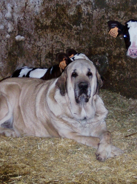 Ch. Goya De Hazas de Cesto at farm.
