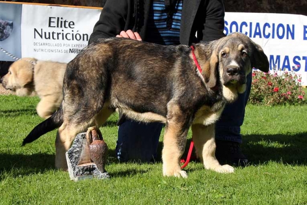 Sureño de Hazas de Cesto (son of Ch. Coral de Hazas de Cesto). Best very little puppy monog.2008
