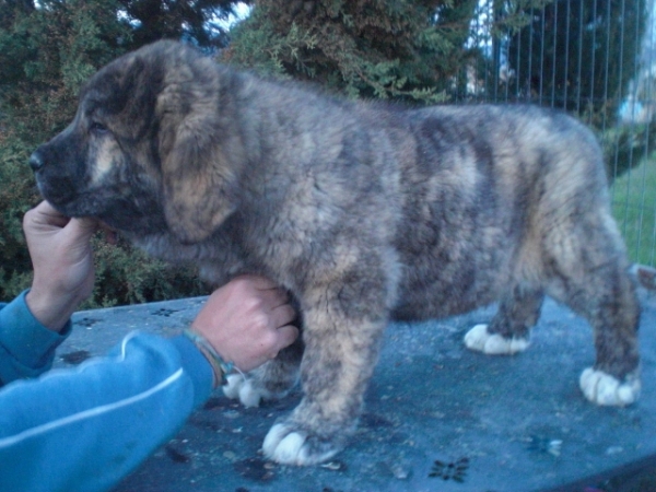 Chayane de La Cuadra ( 2 meses )
Rocco de Fuente de Mimbre x Fina de Vega de Albares
Keywords: La Cuadra