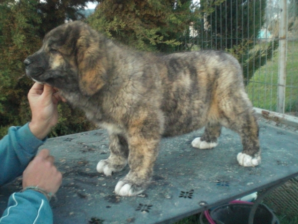 Chayane de La Cuadra ( 2 meses )
Rocco de Fuente de Mimbre x Fina de Vega de Albares
Keywords: La Cuadra