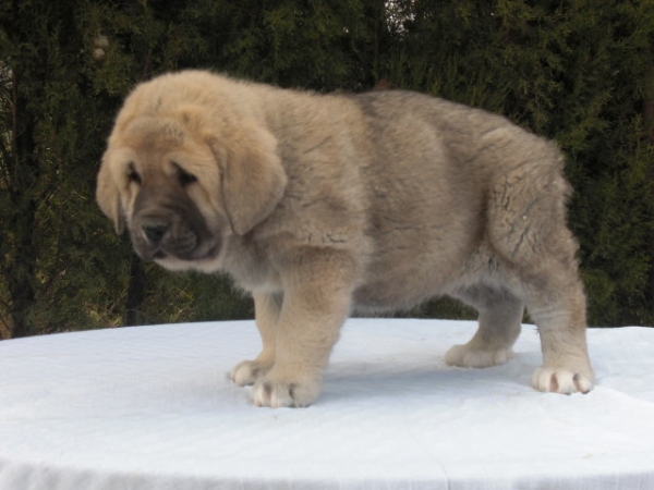 Leon de La Cuadra ( 2 meses )
Rocco de Fuente de Mimbre x Linda de Valle del Pisueña
Keywords: De la Cuadra