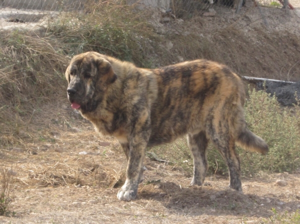 CHAYANE DE LA CUADRA
ROCCO DE FUENTE DE MIMBRE X FINA DE VEGA DE ALBARES
Keywords: LA CUADRA